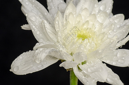 白达利亚美丽植物宏观生长植物学大丽花植物群花粉叶子花园图片