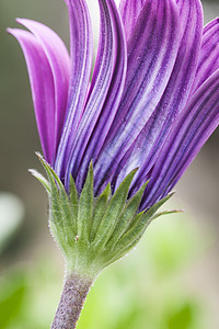 粉红向日葵菊花花朵宏观双形绿色紫色花瓣雏菊形体金盏花粉色植物图片