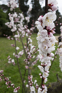 园艺樱花盛开 盛开植物群美丽花瓣季节植物白色花朵粉色花园公园图片