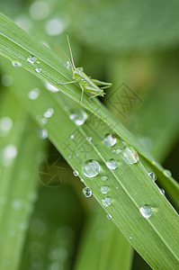 有水滴的绿草叶子绿色昆虫蟋蟀宏观图片