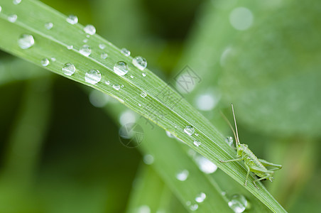 有水滴的绿草叶子宏观绿色昆虫蟋蟀图片