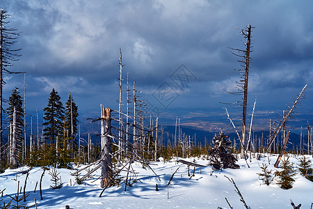 埋在雪地漫步的足迹中天空植物树干云杉巨山树枝山脉针叶浮木衬套图片