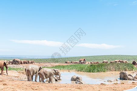 洗泥浴的大象图片