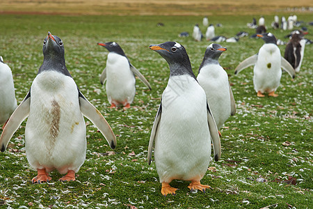 Gentoo 企鹅羽毛草地海滩农场黑色岛屿野生动物白色海洋荒野图片