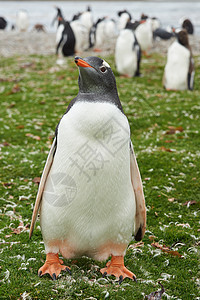 Gentoo 企鹅黑色农场草地野生动物海洋羽毛岛屿海滩白色荒野图片