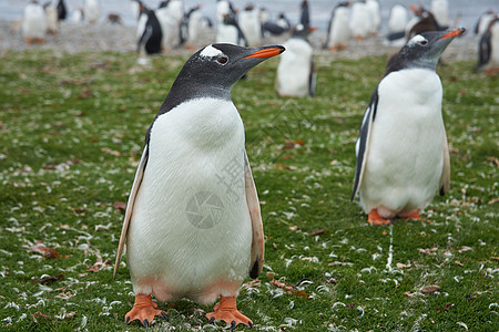Gentoo 企鹅野生动物荒野黑色海洋海滩农场草地羽毛岛屿白色图片