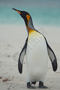 桑迪海滩上的企鹅王黑色白色海洋羽毛荒野王国岛屿橙子野生动物国王图片