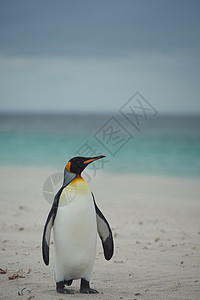 桑迪海滩上的企鹅王黑色白色羽毛国王荒野野生动物岛屿王国海洋橙子图片