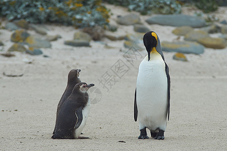 当我长大了 我想当企鹅王海洋羽毛王国国王岛屿橙子少年草地海滩荒野图片