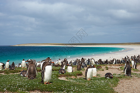 企鹅海滩蓝色白色王国荒野羽毛黑色野生动物农场象牙海洋图片
