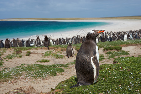 Gentoo 企鹅野生动物海洋草地白色岛屿海滩荒野农场蓝色黑色图片