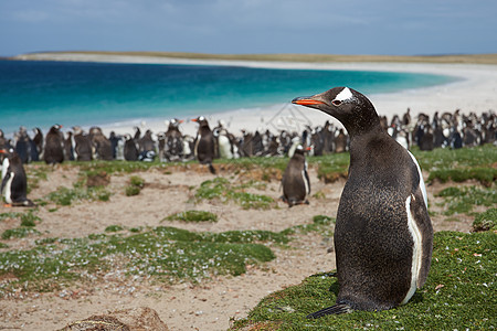 Gentoo 企鹅草地羽毛农场黑色象牙王国野生动物海滩白色岛屿图片