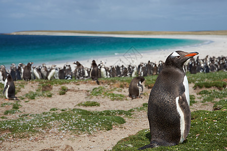 Gentoo 企鹅海洋象牙黑色羽毛荒野草地王国蓝色农场岛屿图片