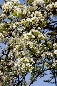 闪光梨树花园自然叶子绿色蓝色天空植物生长白色季节图片