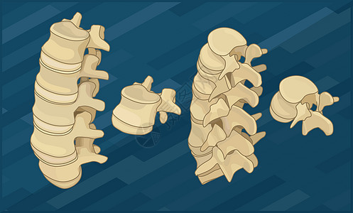 人类脊椎骨平等度图片