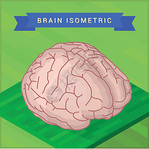 人脑平面的侧面图片