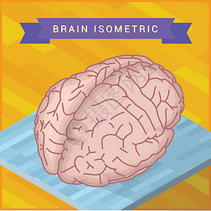 人脑平面等距 ico图片