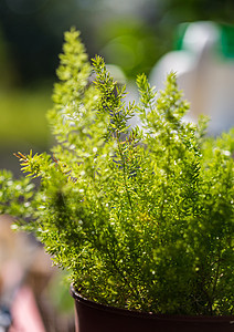 花园装饰植物图片