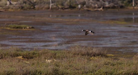 绿翼铁板动物翅膀鸟类鸭子蓝绿色水平羽毛沼泽海洋荒野图片