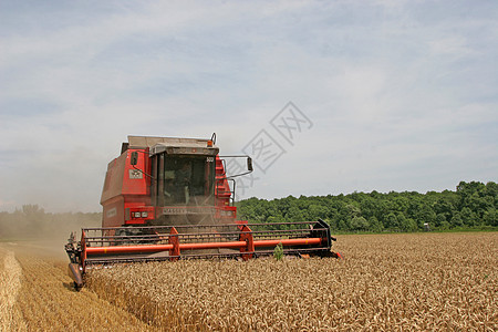 合并收获小麦商品农田农场面粉风景谷物稻草面包假期工作图片