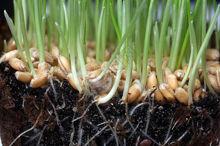 增长小麦绿色植物工作室生活发芽土壤生长棕榈培育燕麦图片