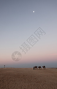 上午在撒哈拉沙漠撒哈拉沙漠假期危险风险沙丘蓝色动物旅行晴天灰尘骆驼图片