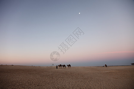 上午在撒哈拉沙漠撒哈拉沙漠风险荒野骆驼动物灰尘蓝色野生动物驼峰游牧民族哺乳动物图片