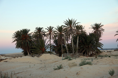 上午在撒哈拉沙漠撒哈拉沙漠游牧民族情调旅行骆驼蓝色动物沙丘航程假期风景图片