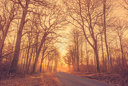 日出时在迷雾林中的道路图片