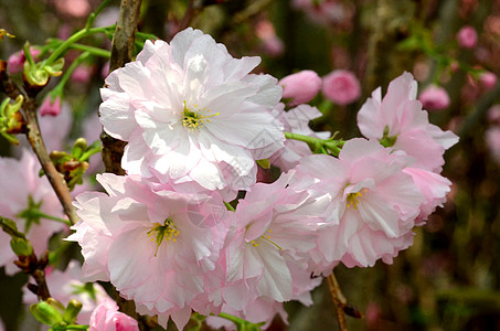 樱 日本著名的花朵植物群季节压痛园艺果园宏观花瓣玫瑰花园柔软度图片