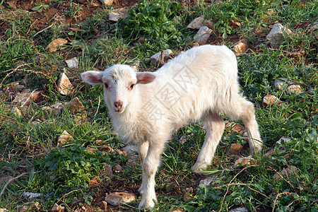 春天在绿草上吃小羊羔图片