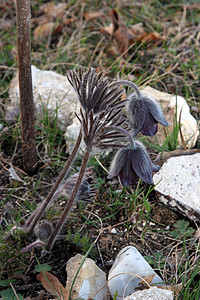 豆香花花植物花瓣野花保护草地荒野天空蓝色宏观白头翁图片