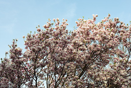 春天的木兰花树时间花朵花枝公园生长玉兰植物环境植物学墙纸图片