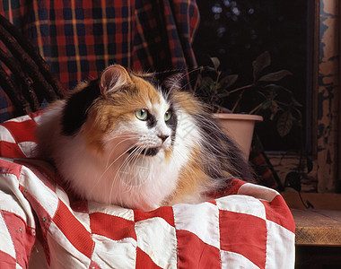 毯子上的卡利科猫图片