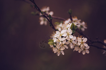 樱桃树在春天开花 回春的音调背景图片