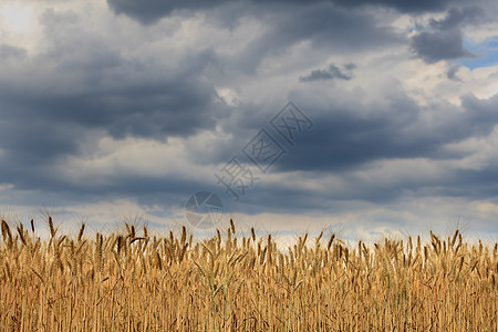 麦子植物种子粮食谷物天空玉米乡村食物场地黄色图片