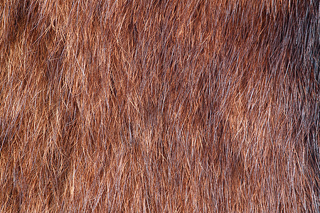 天然毛皮特写动物野生动物褐色外套皮肤黑色荒野纺织品宏观棕色图片