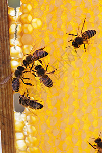 蜂窝上蜜蜂的家族养蜂业蜂蜡蜂巢特写灭绝黄色昆虫镜头宏观动物图片