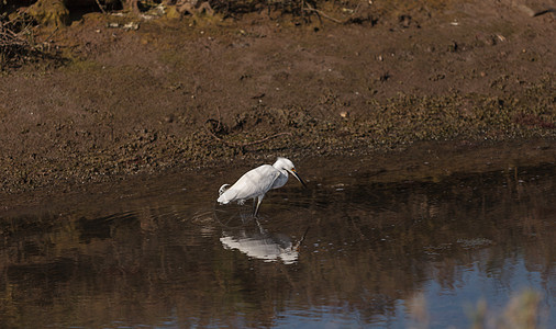 白雪 埃格莱特 伊格莱塔图拉 鸟湿地刷子海滩翅膀海岸线饲料滨鸟衬套沼泽潮汐池图片
