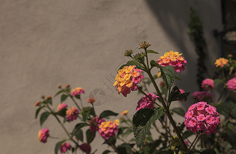 蝴蝶树兰塔纳上的黄花和粉红色花朵图片
