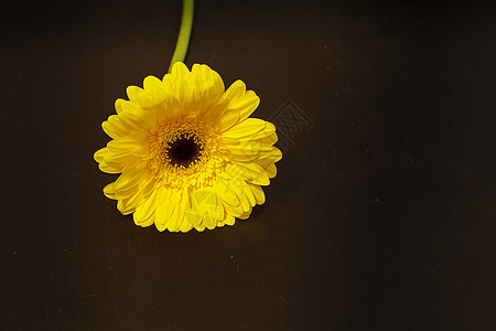 明亮的黄黄色快乐的花朵晴天黑色花园雏菊图片