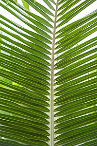 棕榈叶树叶植物森林绿色叶子气候热带图片
