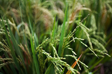 绿稻田农业植物群收成地平线晴天生长农村日出天空场景图片