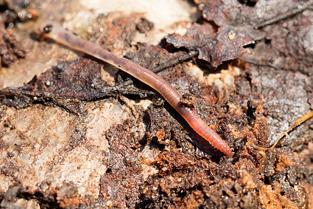 一块木头上的蚯蚓 有选择性的焦点环境动物环节野生动物土壤宏观照片粘液荒野动物群图片