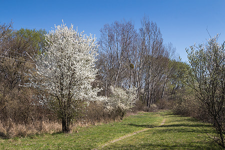 草地和春天的一棵开花树图片
