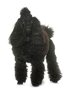 演播室里的小狗工作室宠物动物头发黑色卷曲标准图片