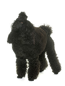 演播室里的小狗卷曲标准头发宠物工作室黑色动物图片