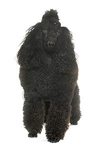 演播室里的小狗标准宠物头发黑色动物卷曲工作室图片