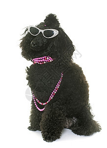 带眼镜的狗幽默小狗黑色标准动物头发太阳镜乐趣衣领工作室图片
