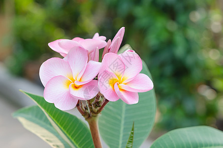 粉红花花叶子植物花园热带白色植物群鸡蛋花绿色黄色局部图片